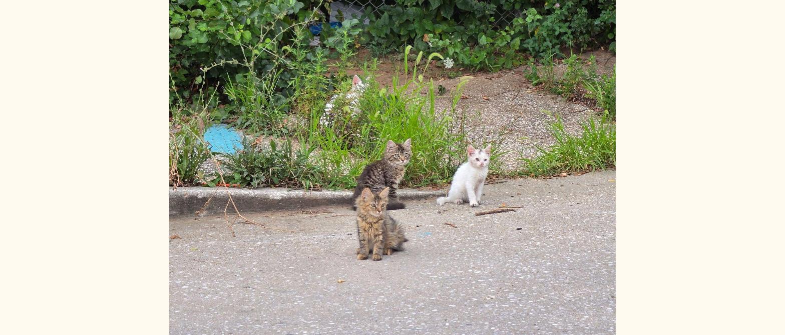 Street kittens cared for by Maryland Fur Babies
